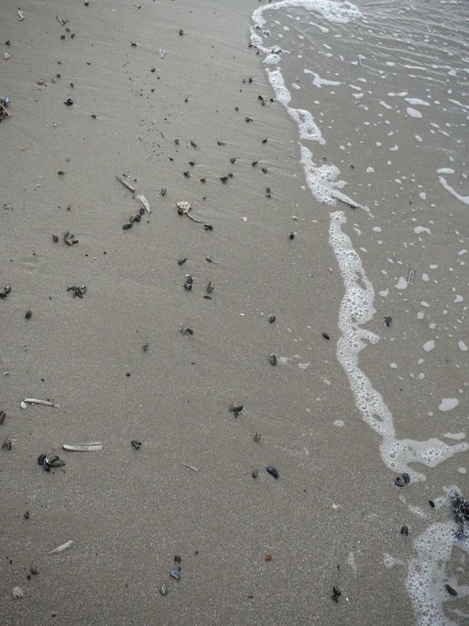Strandslag Zanddijk 229 Julianadorp Aan Zee Exteriér fotografie